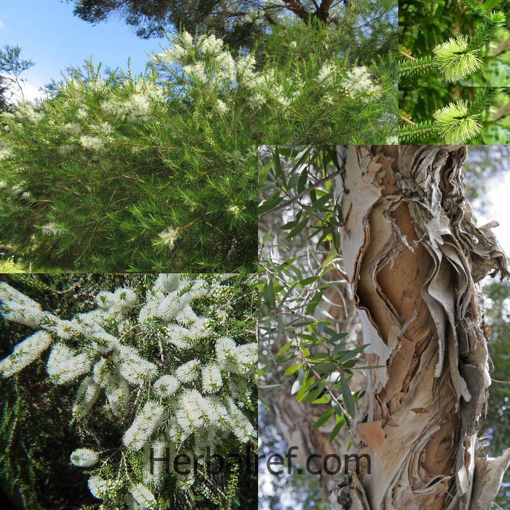 کاجی بوت / درخت چای - معرفی و خواص گیاهان دارویی